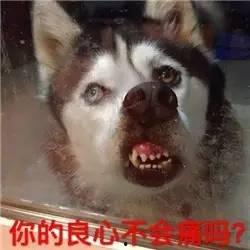 汪星人表情包,萌态百出，笑点连连