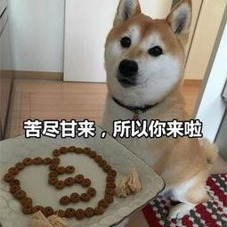 汪星人表情包,萌态百出,笑点连连