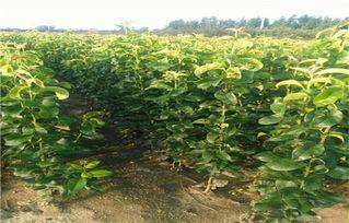 山梨子图片,果香四溢的秋季美味