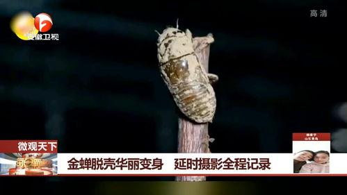 金蝉脱壳的相关资料,自然界的神奇蜕变之旅