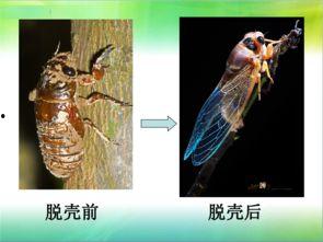 金蝉脱壳的相关资料,自然界的神奇蜕变之旅